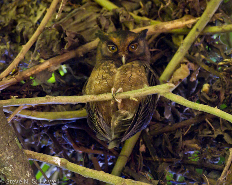 …or perhaps a Tawny-bellied Screech-Owl peering from the shade…